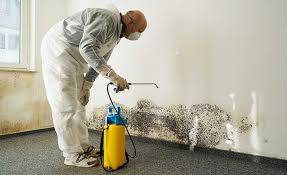 Reliable Belmont, CA Mold Prevention & Removal  Solutions